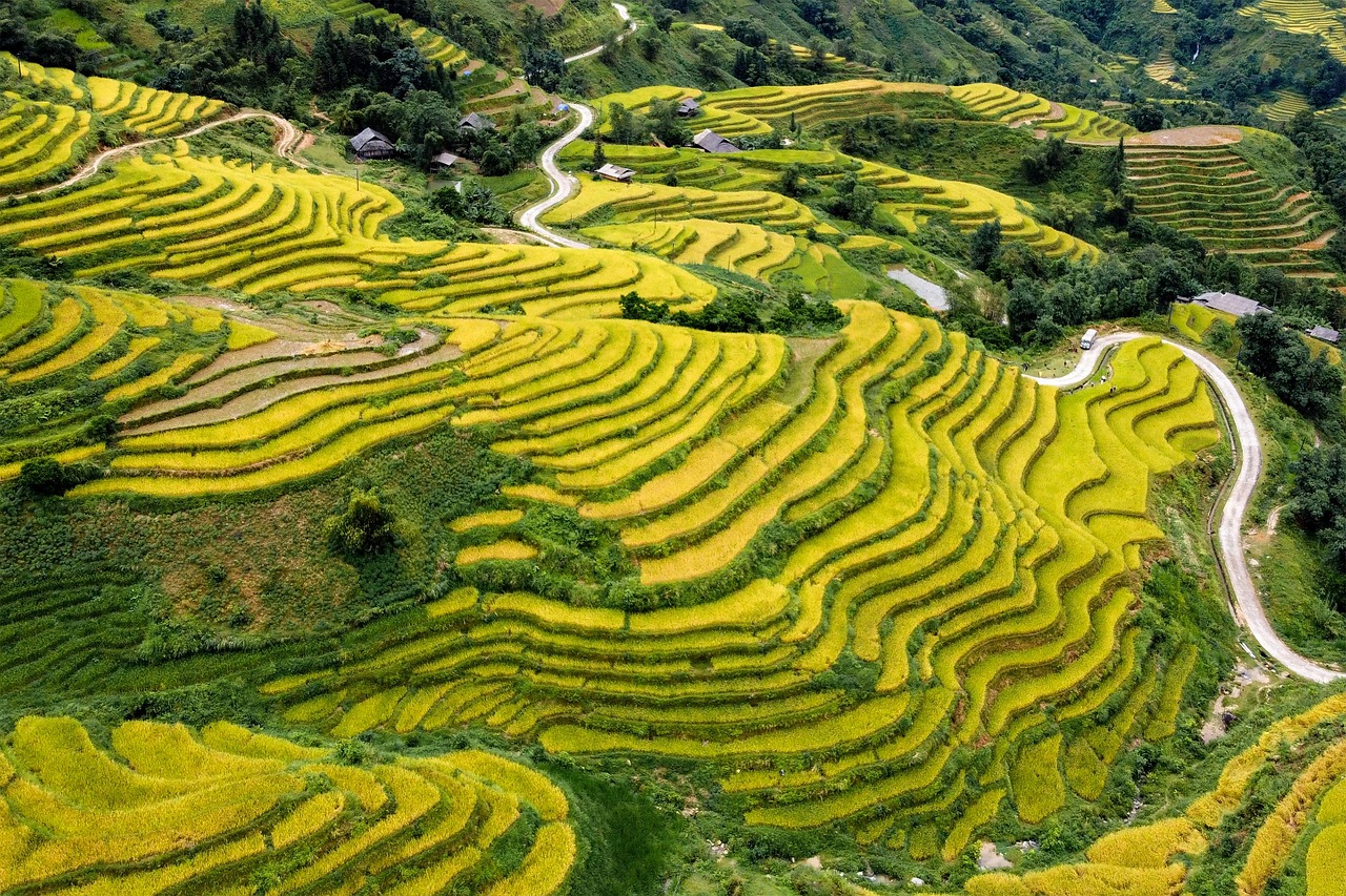 Scenic view of Vietnam's rice terraces, featuring vibrant green fields arranged in cascading layers across the landscape.